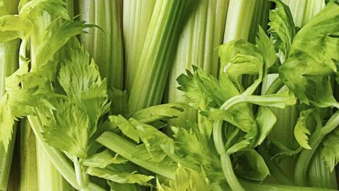 تصویر 5 از خرید و فروش عمده سبزی کرفس خشک + قیمت صادراتی